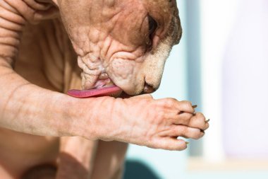Kanadalı Sphynx kedisi pençesini uzun pembe bir dille yalıyor, gözlerini kapıyor. Komik kedicik yıkıyor. Olağandışı hipoalerjenik kel hayvan portresi. Kedi hijyen prosedürleri. Evdeki sevimli hayvanlar.. 