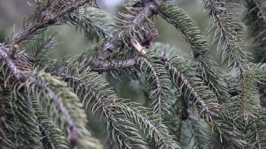 Şırıngaları olan yeşil ladin dalı kış mevsiminde rüzgarda sessizce sallanıyor. Parkta, ormanda, kozalaklı ormanda, kasvetli ve sakin bir günde her yer yemyeşil bir Noel ağacı. Doğal arkaplan dokusu