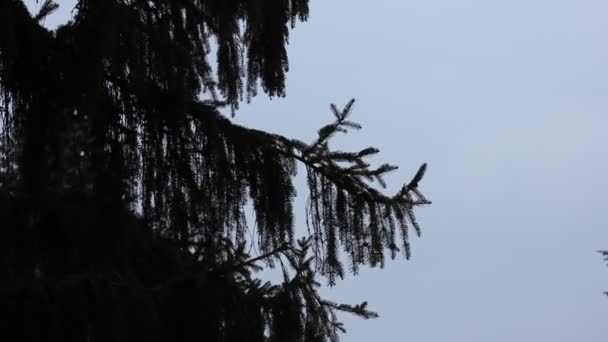 Silhouette af en gran gren roligt svajende i vinden mod en overskyet himmel i efteråret eller vinteren sæson. Evergreen juletræ i en park, skov, nåleskov, i naturen på dyster rolig dag. – Stock-video