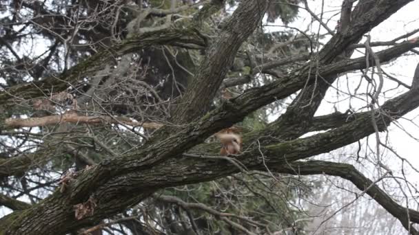 Czerwona wiewiórka z puszystym ogonem skaczącym na liściastych gałęziach zabytkowego dębu jesienią lub zimą zimą. Mieszkaniec lasów, parków, lasów. Czerwony futrzasty gryzoń zwierzęcy w dziczy. — Wideo stockowe
