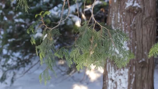 Zelená Větev Stromu Thuja Tiše Kymácí Větru Slunečného Zimního Dne — Stock video