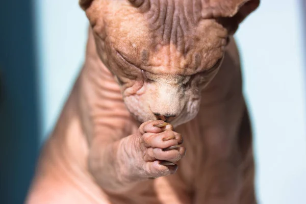 Le chat canadien Sphynx lui lèche la patte avec une langue, fermant les yeux. Drôle de chaton se lave. Portrait d'animal de compagnie chauve hypoallergénique inhabituel. Procédures d'hygiène féline. Animaux mignons à la maison. — Photo