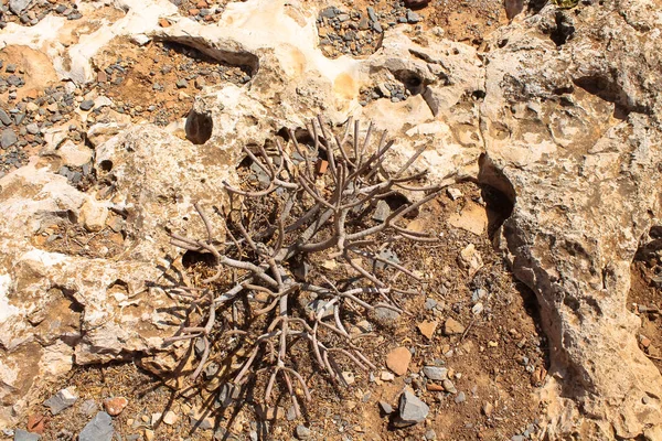 Arbusto Seco Crece Las Rocas Los Acantilados Isla Gramvousa Grecia — Foto de Stock