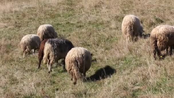 Stado Owiec Pasących Się Łące Polana Pastwisko Polu Naturze Stado — Wideo stockowe