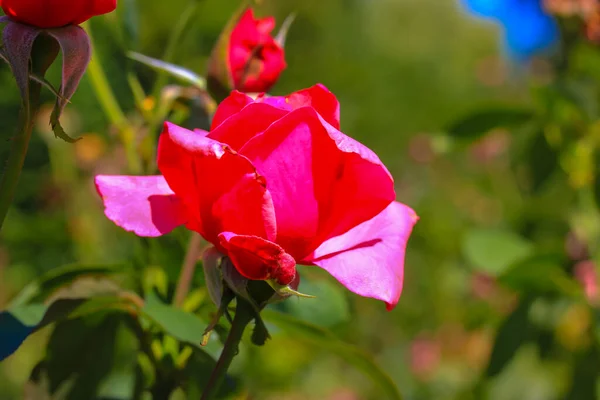 Rosas Vermelhas Com Pétalas Delicadas Primavera Jardim Verão Dia Ensolarado — Fotografia de Stock