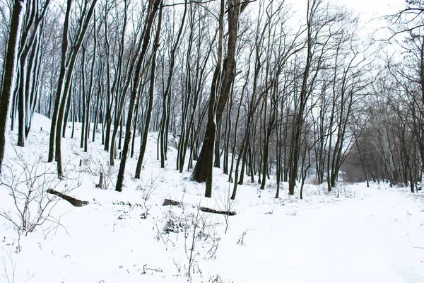 Camino Bosque Invierno Parque Bosques Hermoso Paisaje Con Árboles Desnudos — Foto de Stock