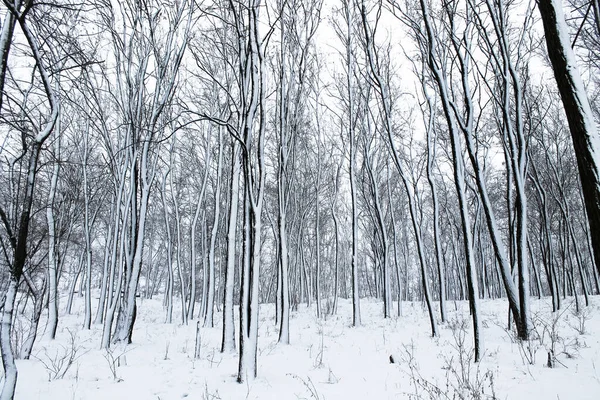 Maravilloso Hermoso Paisaje Bosque Invierno Árboles Negros Altos Contra Parque — Foto de Stock