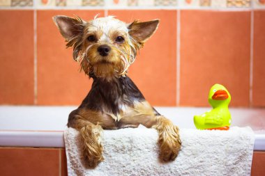 Küvette lastik gibi yeşil bir ördeğin yanında duran komik ıslak köpek. Şirin, komik Yorkshire Terrier köpeği yavrusu duş alıyor. Evde inanılmaz bir köpek var. Hayvan bakımı, günlük temizlik.