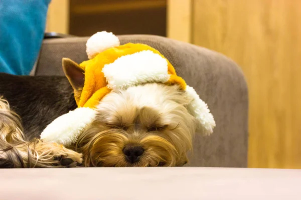 Funny Dog Sleeping Sweetly Yellow Hat Lying Couch Cozy Home — Stock Photo, Image