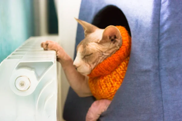 Skallig Katt Avkopplande Stickad Orange Tröja Liggande Husets Hus Värmande — Stockfoto