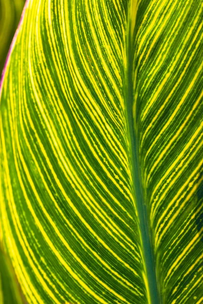 Структура Зелено Жовтого Смугастого Листка Спатіфілума Венами Абстрактний Природний Фон — стокове фото