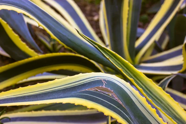 Agave Century Plant Variegated Background Green Leaf Yellow Serrated Edge — Stock Photo, Image