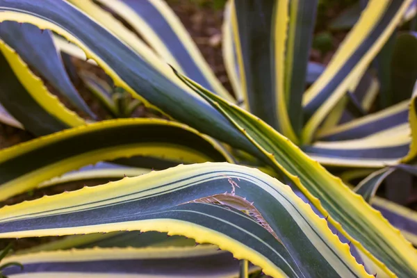 Agave Century Plant Fundo Variegado Folha Verde Com Borda Serrilhada — Fotografia de Stock