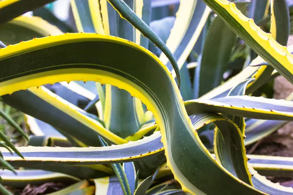 Rostlina Agavého Století Plantáži Obrovské Zelené Listy Žluté Zoubkované Hrany — Stock fotografie