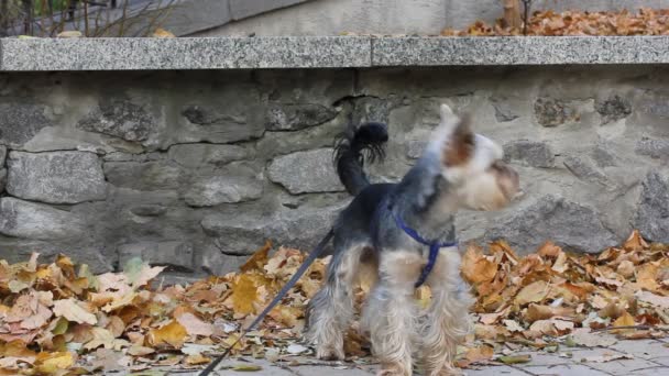 秋の公園の通りに立つ面白いかわいいヨークシャーテリアの犬 秋の季節に散歩に綱の上に犬小屋 好奇心旺盛な子犬を見て回る 歩道に落ちた乾燥した葉 小規模な犬種 — ストック動画