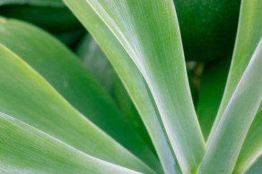 Dev pürüzsüz yeşil agave yaprakları yakın çekim yapar. Botanik bahçesinde bitki yetiştiriyorum. Kuşkonmazların geçmişi, dokuları. Meksika 'nın egzotik bitkileri farmakolojide, kozmetik ürünlerde kullanılır. Kaktüs sulu