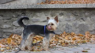 Sonbahar parkında sokakta duran komik şirin Yorkshire Terrier köpeği. Sonbahar sezonunda tasmalı bir köpek, tüylü köpek yavrusu merakla etrafına bakıyor. Kaldırıma düşen kuru yapraklar. Küçük köpek cinsi.