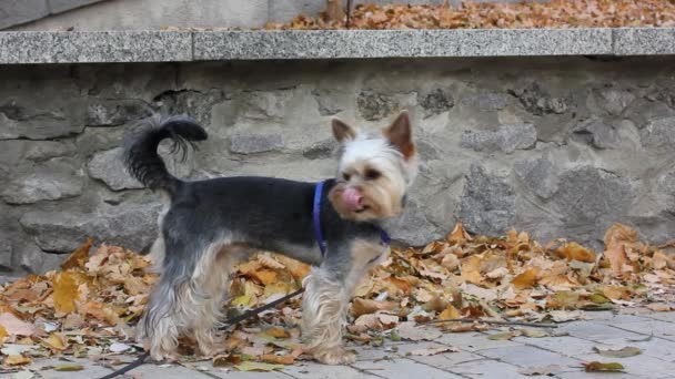 秋の公園の通りに立つ面白いかわいいヨークシャーテリアの犬 秋の季節に散歩に綱の上に犬小屋 好奇心旺盛な子犬を見て回る 歩道に落ちた乾燥した葉 小規模な犬種 — ストック動画