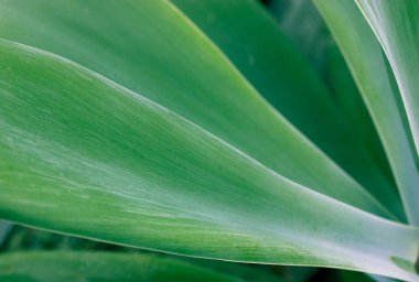 Dev pürüzsüz yeşil agave yaprakları yakın çekim yapar. Botanik bahçesinde bitki yetiştiriyorum. Kuşkonmazların geçmişi, dokuları. Meksika 'nın egzotik bitkileri farmakolojide, kozmetik ürünlerde kullanılır. Kaktüs sulu