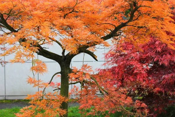 Lindo Jardim Botânico Japonês Outono Árvore Bordo Acer Palmatum Folhagem — Fotografia de Stock