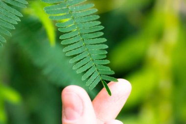 Mimosa pudica yeşil yapraklarına insan eliyle dokunmak yaprağın kapanmasına neden olur. Hassas, uykulu, aksiyon bitkisi, dokunma bana, utanç verici, Morivivi adında utangaç bir bitki. Küçük broşürler katlanmaya başlıyor.