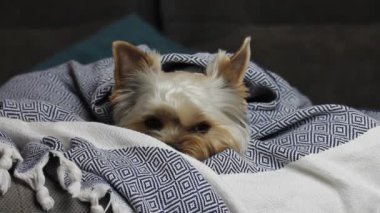 Modern iç mekanlarda, sıcak siyah beyaz ekose koltuğun altında yatan tatlı, üzgün Yorkshire Terrier köpeği. Uykucu köpek evde yatarken uyuyakalıyor. Sıkıntı, özlem, metres konseptini beklemek.