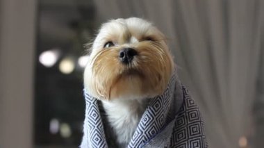 Kafasını sıcak ekose kumaşa sarmış komik köpek ağızlığı. Evdeki sıcak siyah beyaz battaniyenin altında uzun kirpikleri olan sevimli küçük Yorkshire Terrier köpeği. Uykucu köpek göz kırparak uykuya dalar.