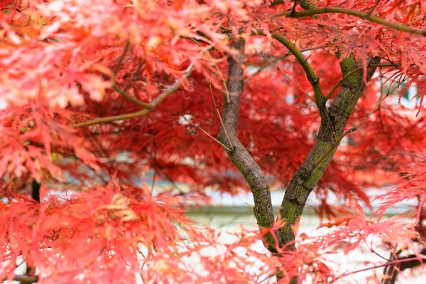 Folhas Vermelhas Bordo Acer Palmatum Folhagem Laranja Vermelho Brilhante Galhos — Fotografia de Stock