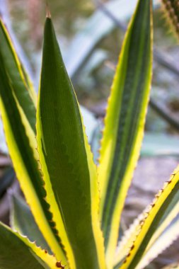 Agave asırlık bitki çiftliğinde çeşitlendirildi. Kocaman yeşil yapraklar, botanik bahçesinde sarı tırtıklı kenarlar. Sonsuz yeşil sulu. Büyük kaktüs, canlı bitki. Twisty variegated agave Americana arkaplanı.
