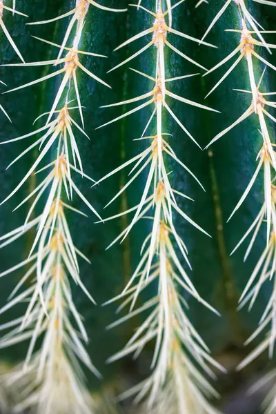 ゴールデンバレルサボテンの針 抽象的な背景のテクスチャをPrickles エチノクタス属のグルソニ フェロクタス属の植物で 北アメリカ南西部の砂漠に長く危険な棘があります 植物園 — ストック写真