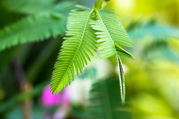 ミモザ プディカ緑色の葉 恥ずかしがり屋の植物は敏感な アクションプラント タッチ私ではなく Shameplant Moriviviと呼ばれる 小葉が折れ始めます 人間の手で触れると葉が閉まります — ストック写真