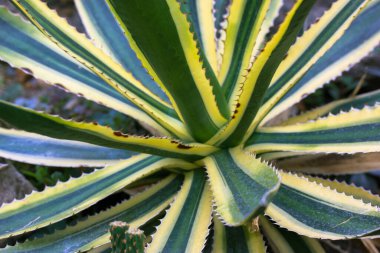 Agave asırlık bitki çiftliğinde çeşitlendirildi. Kocaman yeşil yapraklar, botanik bahçesinde sarı tırtıklı kenarlar. Sonsuz yeşil sulu. Büyük kaktüs, canlı bitki. Twisty variegated agave Americana arkaplanı.