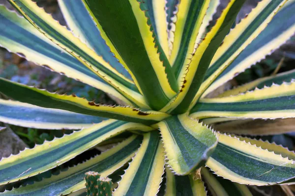 Agave asırlık bitki çiftliğinde çeşitlendirildi. Kocaman yeşil yapraklar, botanik bahçesinde sarı tırtıklı kenarlar. Sonsuz yeşil sulu. Büyük kaktüs, canlı bitki. Twisty variegated agave Americana arkaplanı.