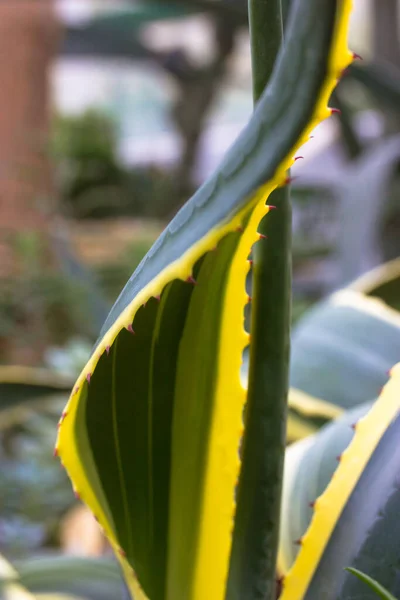 Agave Plante Siècle Panaché Sur Plantation Grandes Feuilles Vertes Bords — Photo