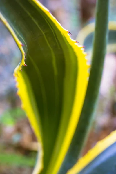 Φυτό Του Γκαβε Αιώνα Διαφοροποιούνταν Στις Φυτείες Τεράστια Πράσινα Φύλλα — Φωτογραφία Αρχείου