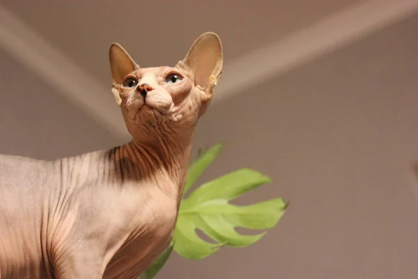 Engraçado Cinza Careca Sem Pêlos Canadense Sphynx Gato Interior Contra — Fotografia de Stock
