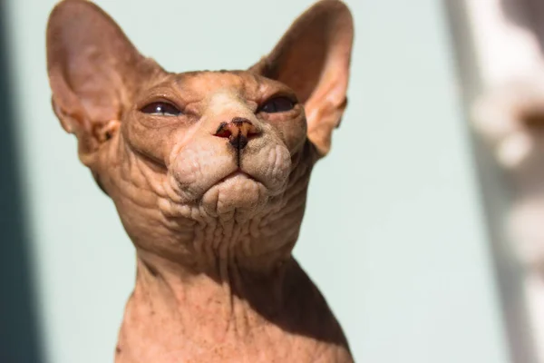 Linda cinza azul de olhos careca canadense Sphynx gatinho com retrato focinho branco no fundo azul. Gato incrível no interior. Dia Internacional do Gato. Lovely felino peludo animal de estimação grave dentro de casa. — Fotografia de Stock