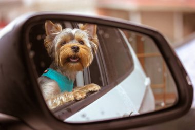 Komik şirin Yorkshire Terrier köpeği açık arabanın camından dışarı bakıyor. Yan aynada kahverengi bir köpeğin yansıması. Bir evcil hayvanla seyahat etmek. Seyahat tatili. Mutlu hayvan. Köpek gezgini.