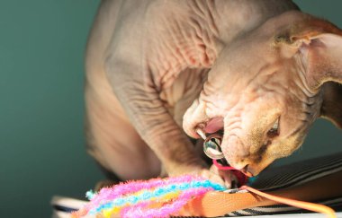 A cute bald cat chewing on pet toy at home. Cat's open mouth, fangs, teeth close up. A muzzle of awesome bald kitty. Hairless naked playful pussy sphinx, sphynx indoors. World Cat Day. Place for text.
