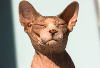 Güzel gri sakin Kanada Sphynx kedisi gözleri kapalı güneşlenerek güneşleniyor. Mavi arka planda kedilerin ağızlık portresi. Evde kel, çıplak bir kedi var. Uluslararası Kedi Günü. Güzel bir ev hayvanı..