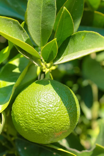 Limão Verde Limão Fechar Pendurado Galho Árvore Entre Folhas Exuberantes — Fotografia de Stock