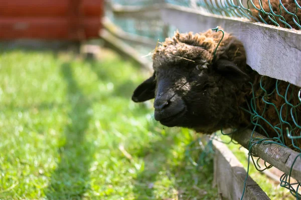 Evdeki çitlerin arkasındaki çitin arkasındaki çitin arkasından bakan komik, kıvırcık kahverengi bir koyunun portresi. Güneşli bir günde açık havada hayvan otlatıyor. Çiftlik hayvanları, çiftçilik, sığır yetiştirme, tarım. — Stok fotoğraf