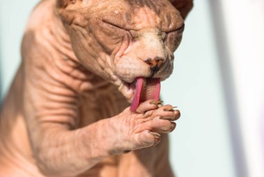 Kanadalı Sphynx kedisi pençesini uzun pembe bir dille yalıyor, gözlerini kapıyor. Komik kedicik yıkıyor. Olağandışı hipoalerjenik kel hayvan portresi. Kedi hijyen prosedürleri. Evdeki sevimli hayvanlar.. 