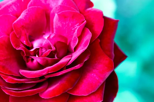 繊細な赤いバラの花びら 夏のバラの庭でUnfurled香りのバラの芽のマクロショット 自然の概念の公開美しさ 花屋の背景 緑のコピースペースと花の背景 — ストック写真