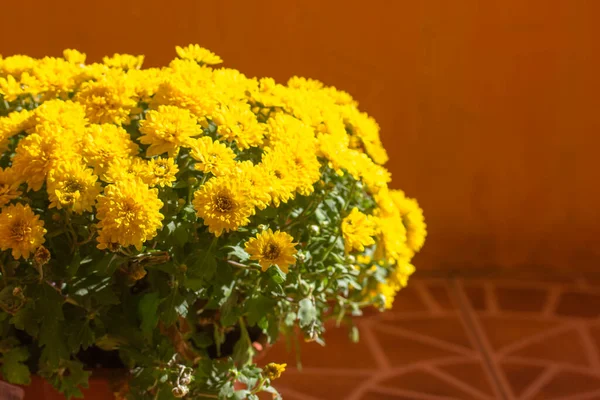 Букет жовтих помаранчевих хризантем восени. Осінні запашні квіти повні цвітіння — стокове фото