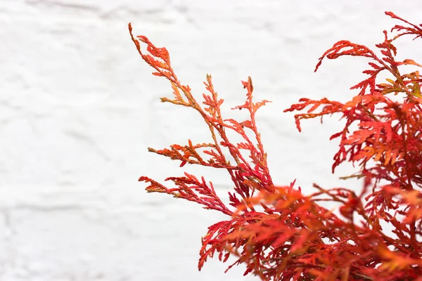Thuja orientalis ramas rojas sobre fondo blanco. Planta perenne de coníferas. —  Fotos de Stock