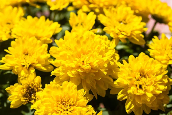 Bouquet of yellow chrysanthemums at sunny fall season day. Autumn flowers bloom. — 图库照片