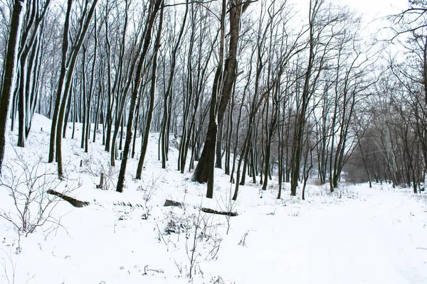 Un camino i bosque de invierno, parque, bosques. Hermoso paisaje con árboles desnudos cubiertos de nieve arbustos en el frío día helado en diciembre, enero, febrero. Hermoso paisaje invernal, paisaje natural para una postal — Foto de Stock