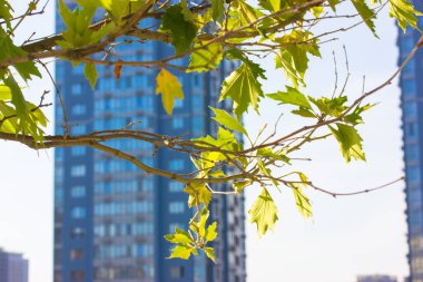 Şehir manzarası. Odak noktasında yeşil yaprakları olan bir ağaç, ufuk çizgisinde yüksek katlı modern apartmanlar. Mahalle sakinleri, güneşli bir günde. Emlak inşaat işi.