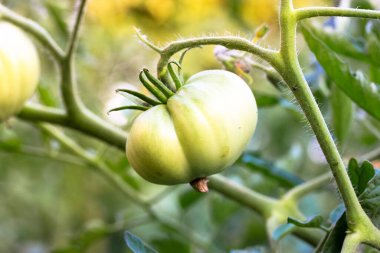 Yeşil büyük bir domates sebze bahçesindeki bir yatakta olgunlaşıyor, serada.
